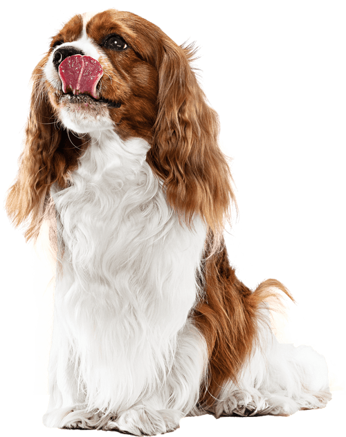 Alpha VET BR – Cursos e Treinamentos
